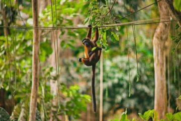 What Is Being Done To Protect Spider Monkeys?