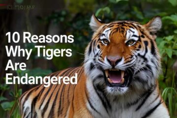 Why Are Tigers Endangered