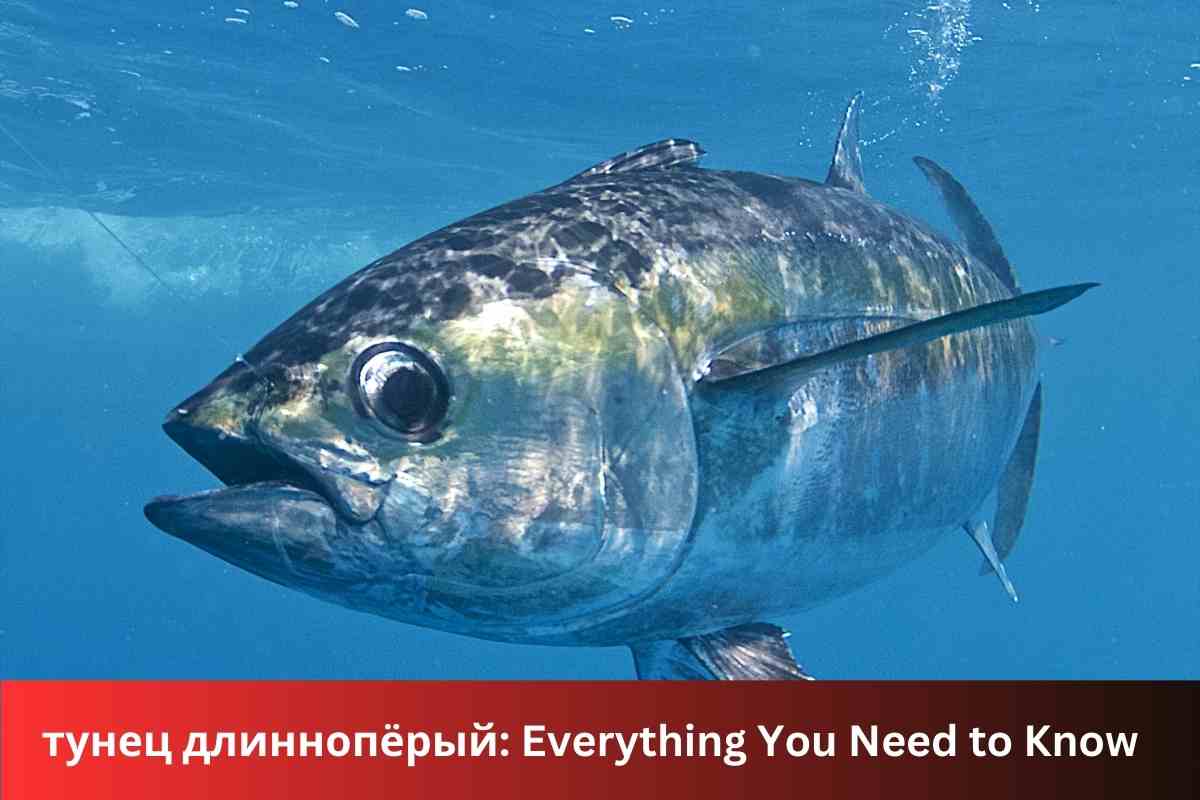 тунец длиннопёрый